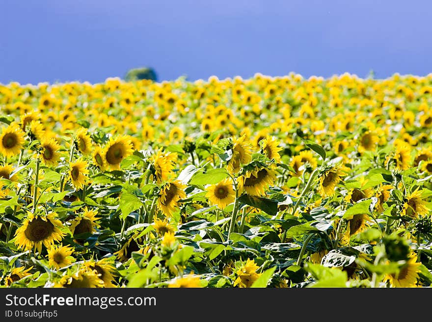 Surface of sunflowers in field. Surface of sunflowers in field