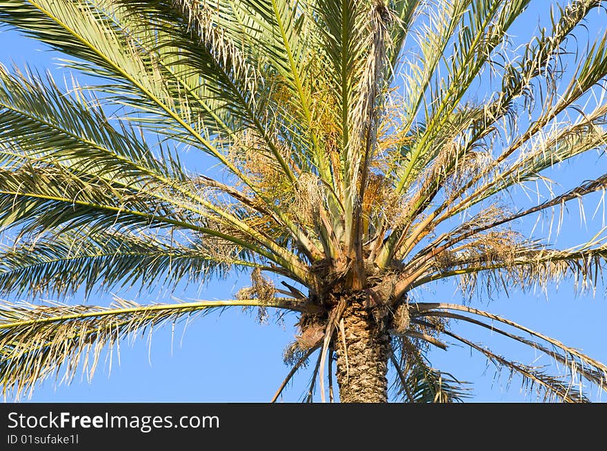 Krone palm tree against a background of sky