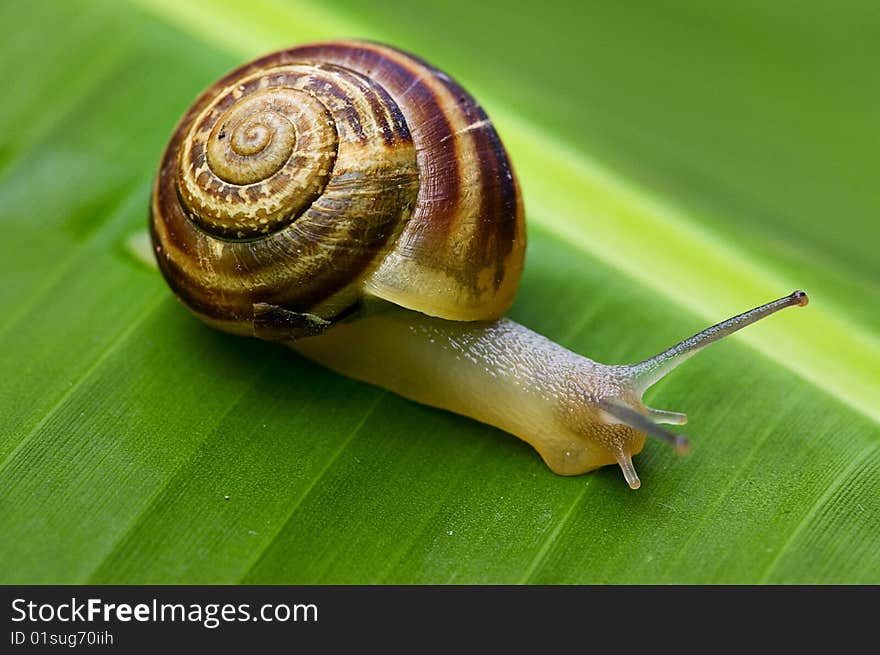 Snail on banana palm green leaf. Snail on banana palm green leaf