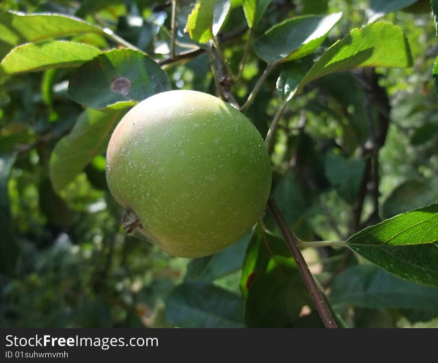 Green aple on a tree