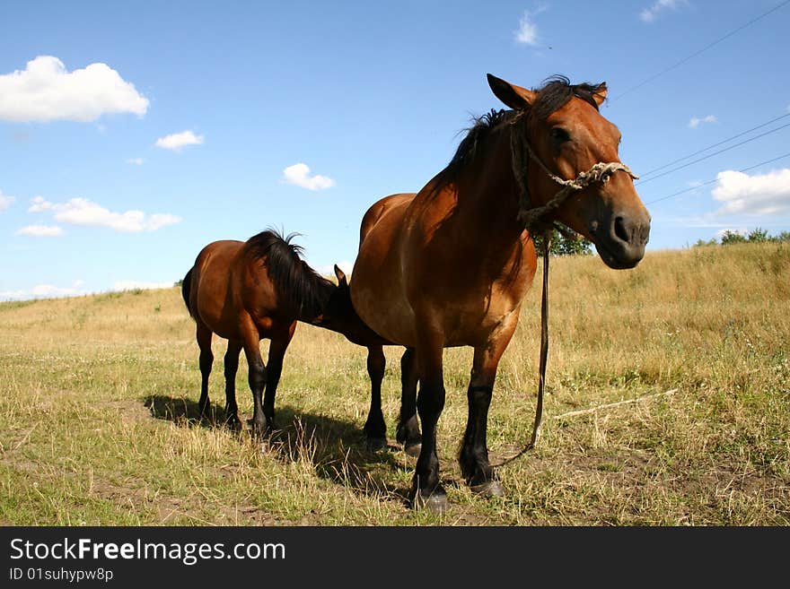 A Mare feeding her young on a pasture. A Mare feeding her young on a pasture