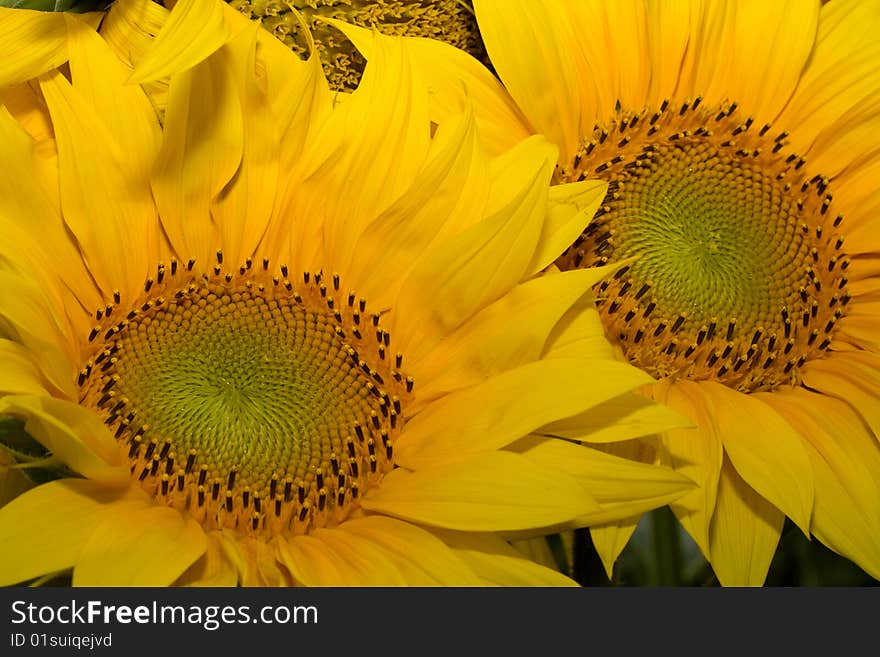 Two sunflowers