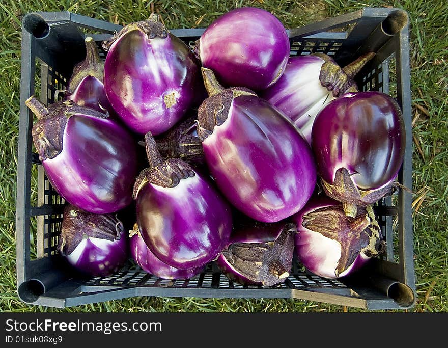 Eggplant