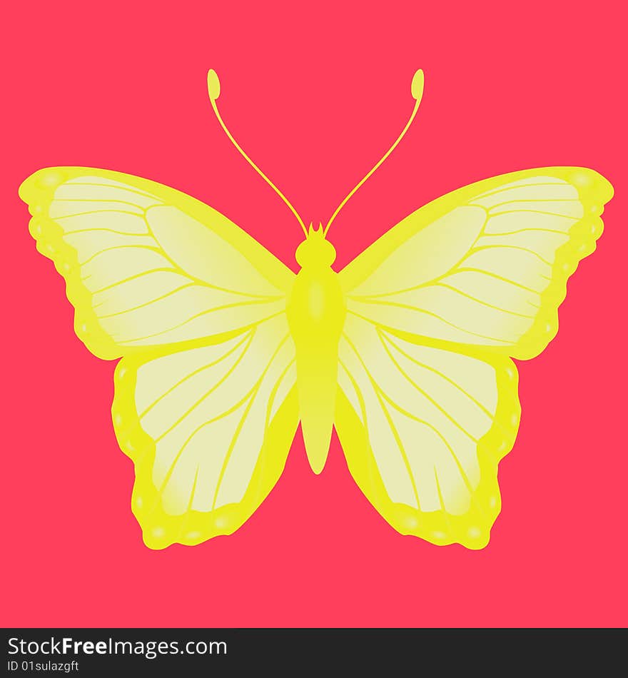 Vector Illustration of detailed Brightly coloured butterfly.