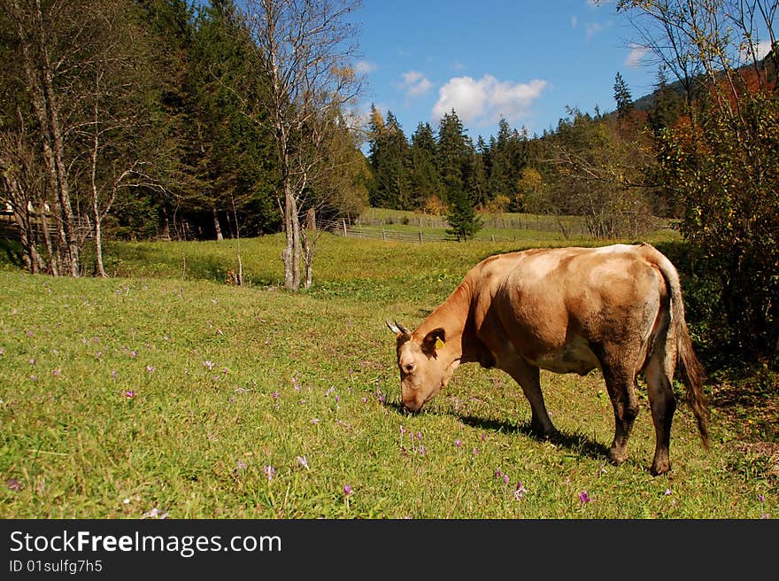 animal eating grass