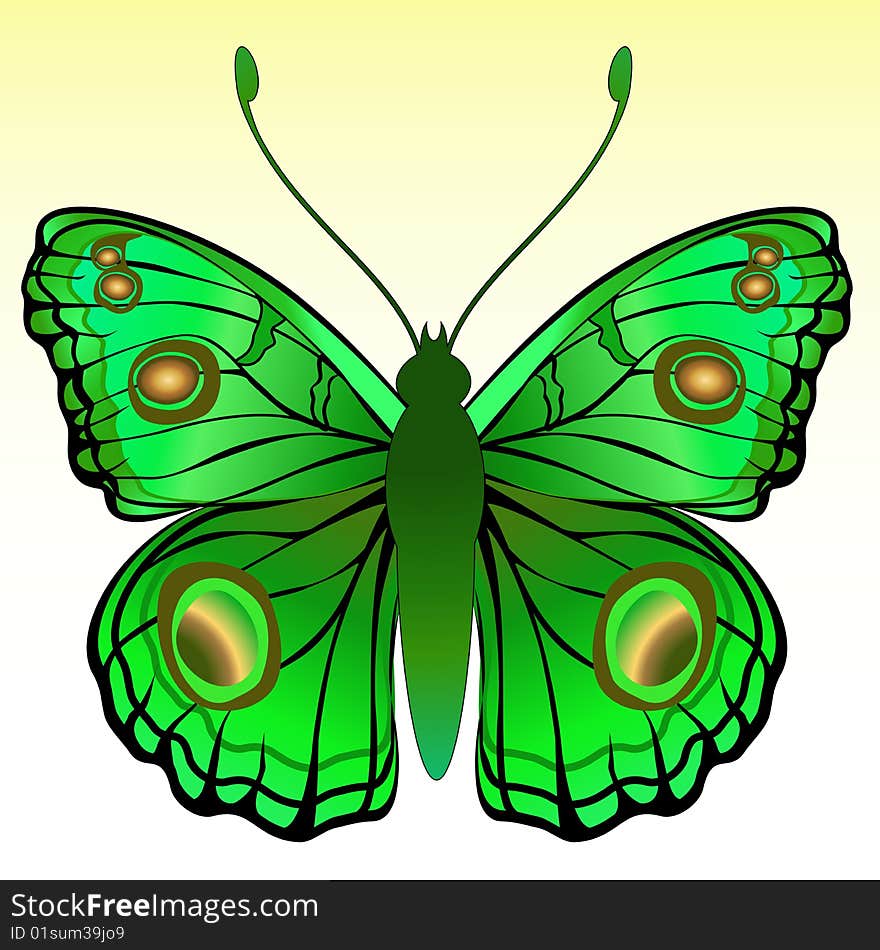 Vector Illustration of detailed Brightly coloured butterfly.