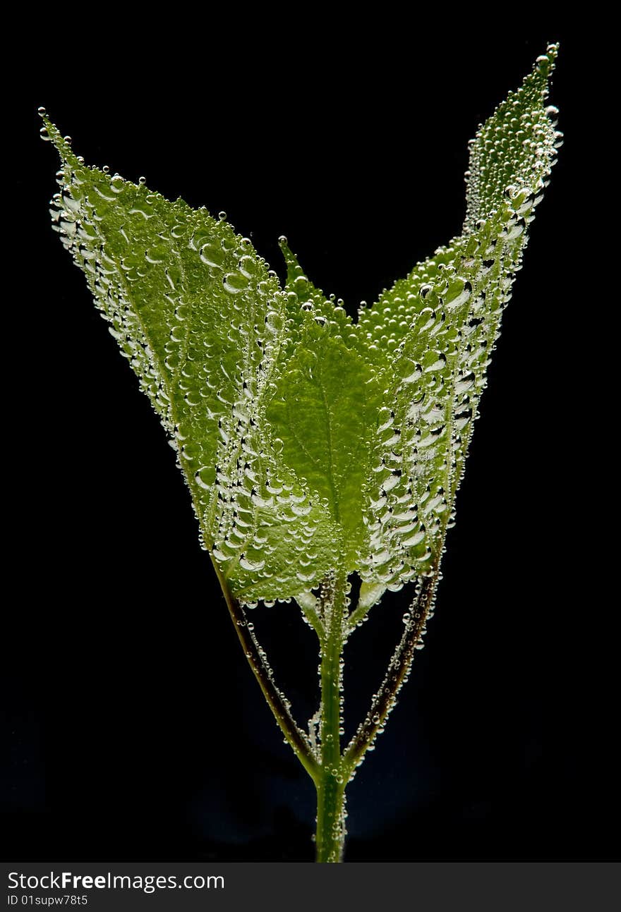 Water  drops on plant leaf