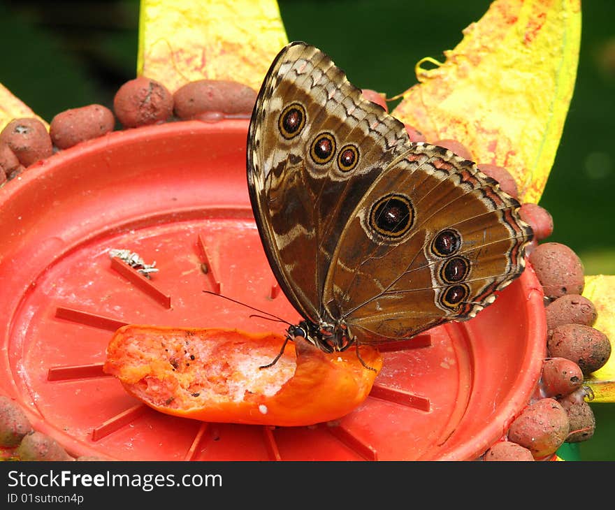 The Blue Morpho Butterfly (Morpho peleides) drinks the juices from rotting fruits for food. Blue Morpho butterflies live in the rainforests of South America, and can be found in Mexico and Central America