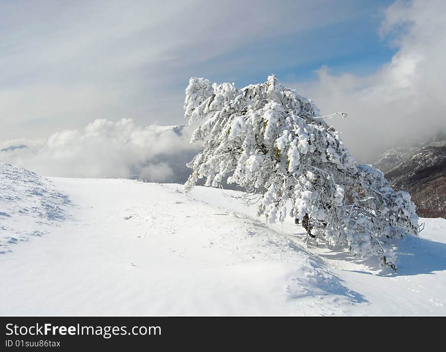 Snowy tree in sunny day. Snowy tree in sunny day