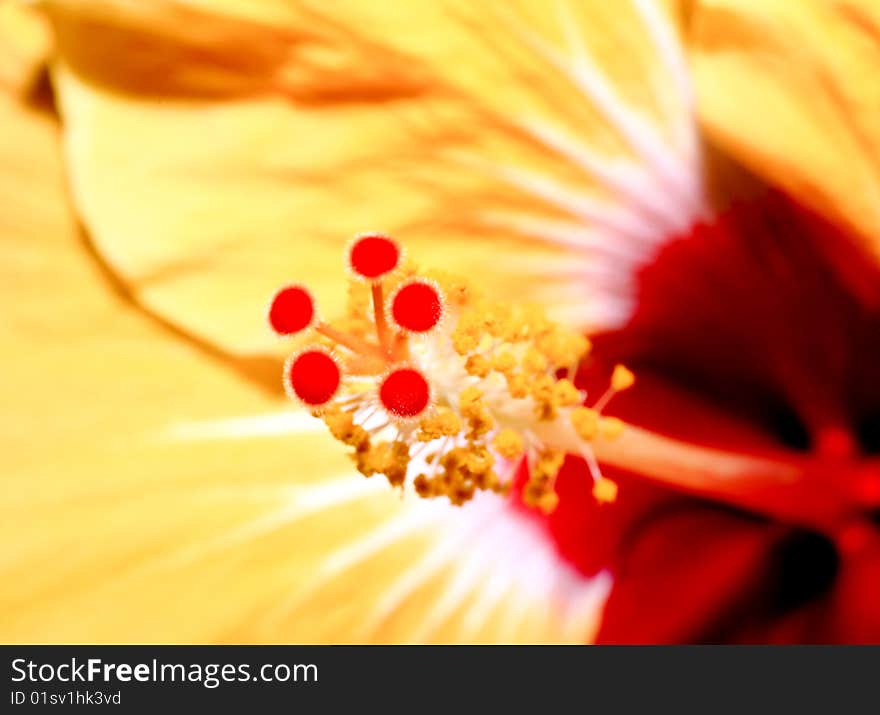 A flower displayed in a botanical garden