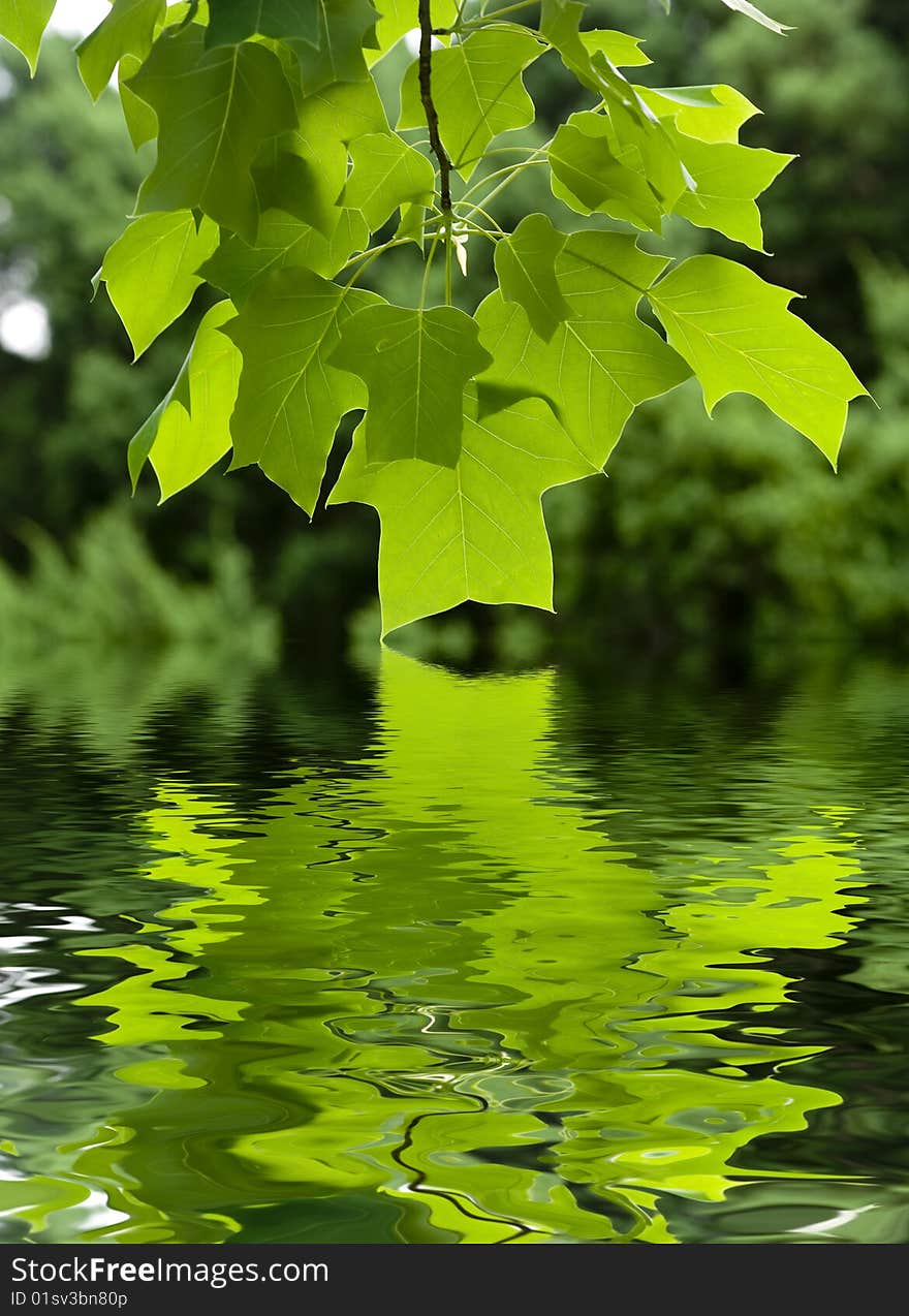 Green leaves and beautiful reflection