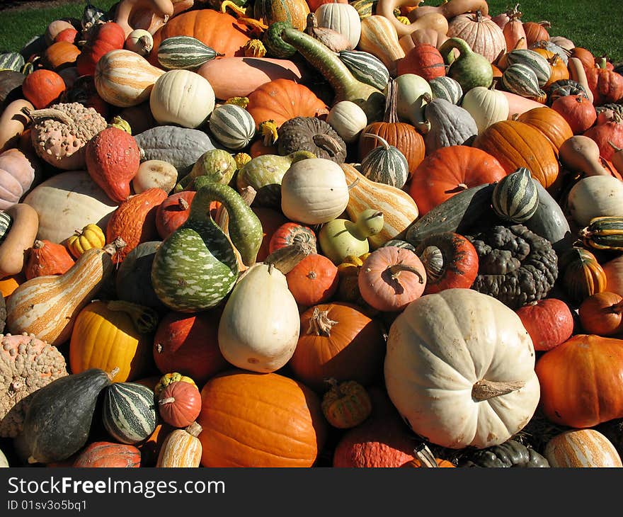 Pumpkins and gourds in field. Pumpkins and gourds in field