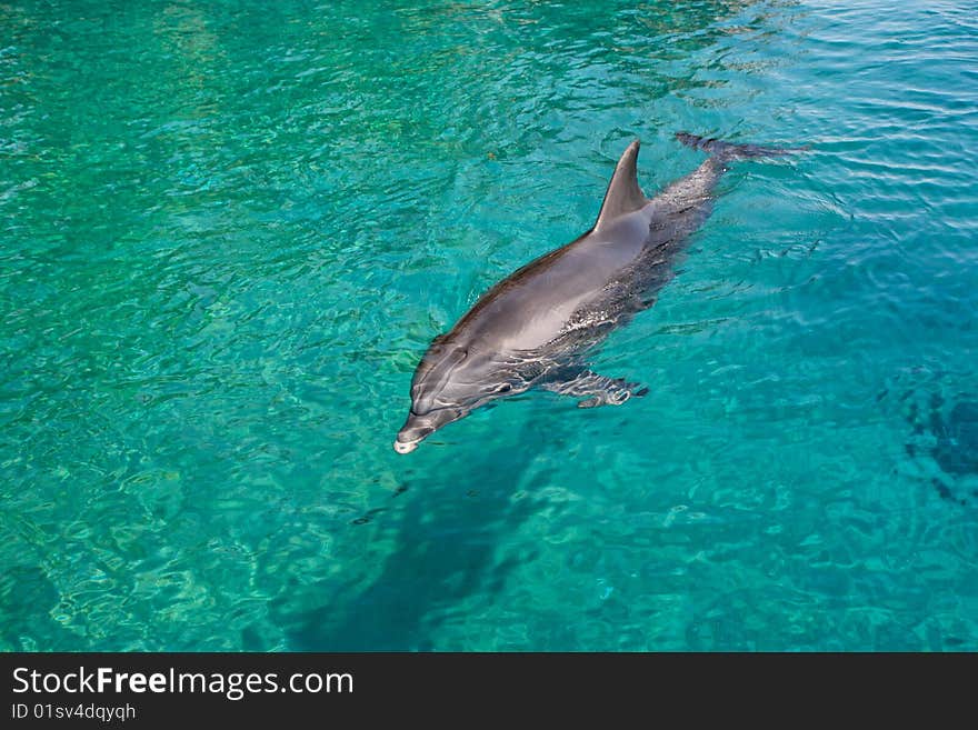 Bottlenose dolphin in a green sea