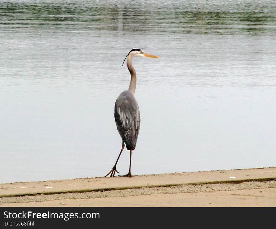 Great Blue Heron