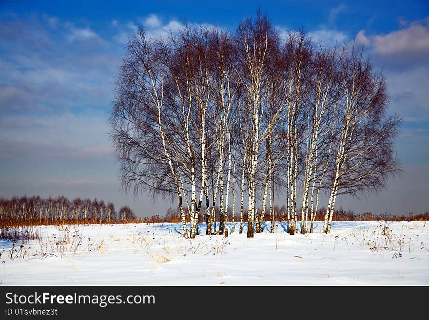 Some trees in winter field