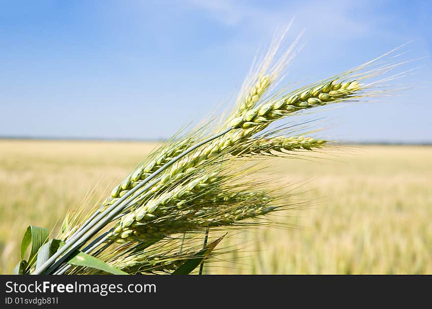 Wisp of rye ears behind full field