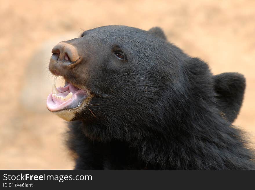 The bear is waiting for food.