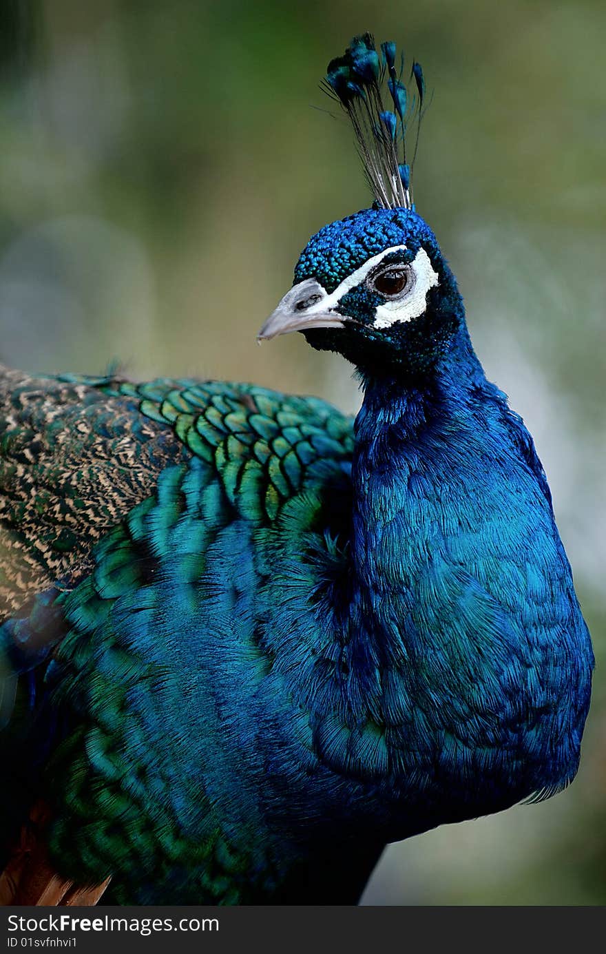 Peacock