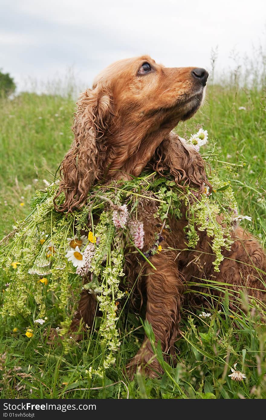 English cocker spaniel