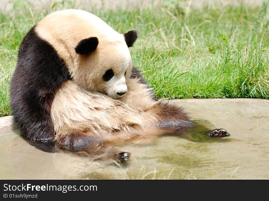 A panda is resting and his feet in the water, because the day I took the picture is so hot!