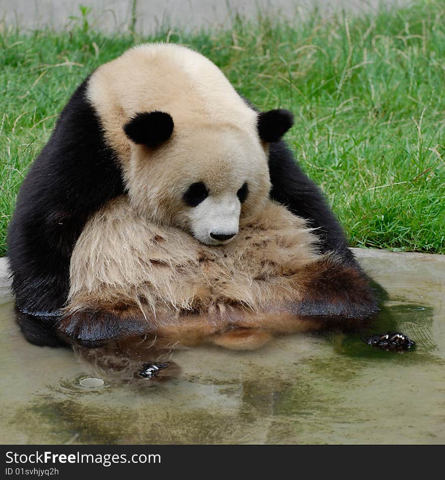 A panda is resting and his feet in the water, because the day I took the picture is so hot!