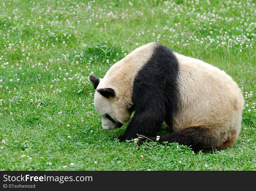 The panda is looking for nice grass to eat.