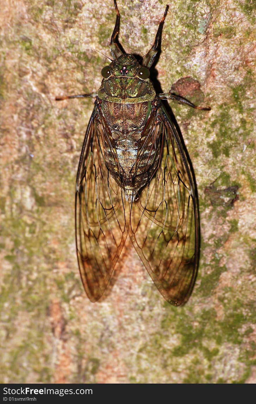 Cicada rest on tree