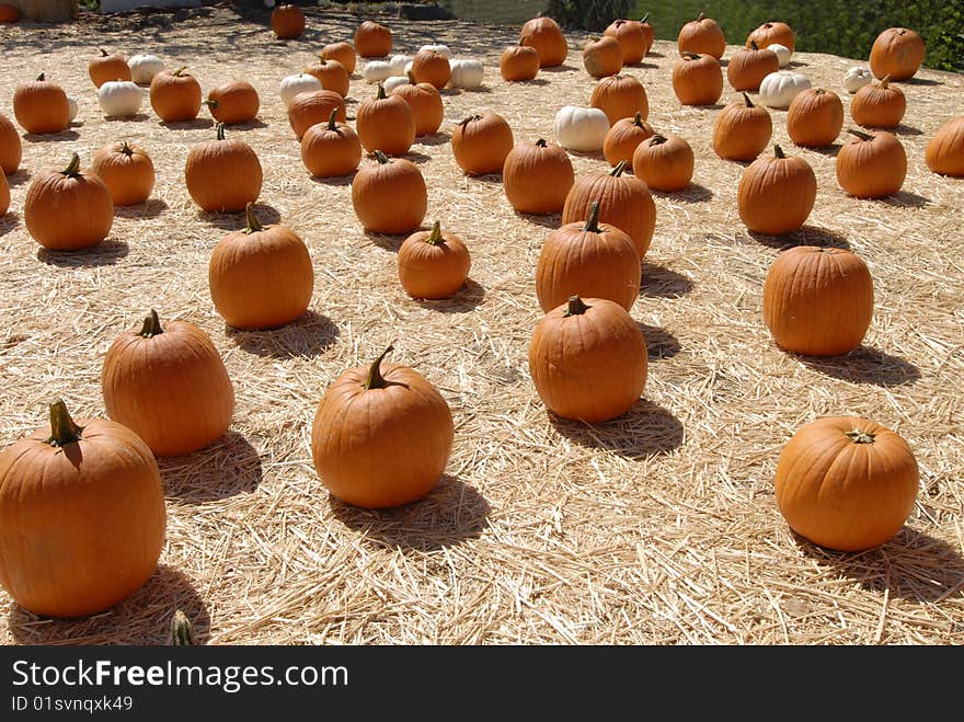 Halloween pumpkin patch on straw field