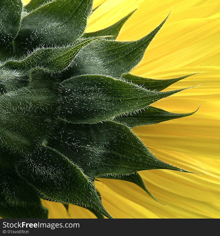 Sunflower Close Up image shot in studio