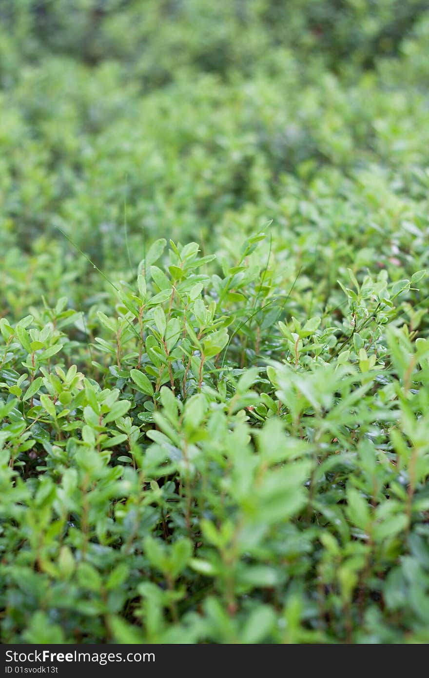 Green Sheet Of The Cowberry