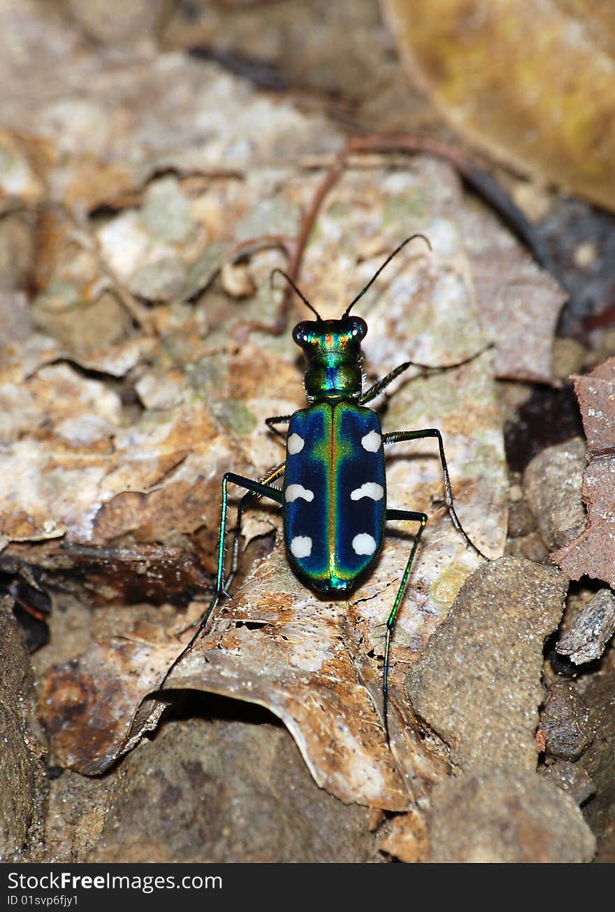 Tiger beetle rest on fallen leaf