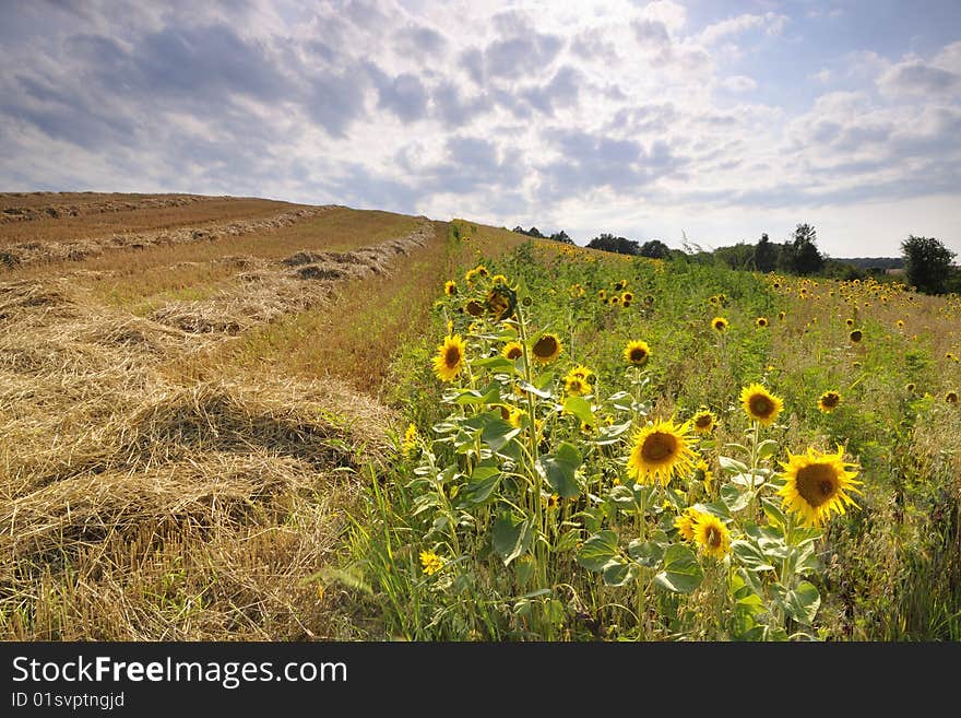 Sunset over the sunflower field