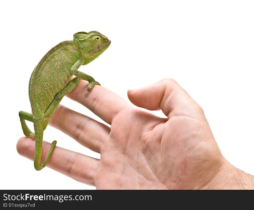 Chameleon sitting on  fingers