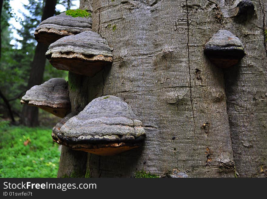 Mushrooms on tree in forest