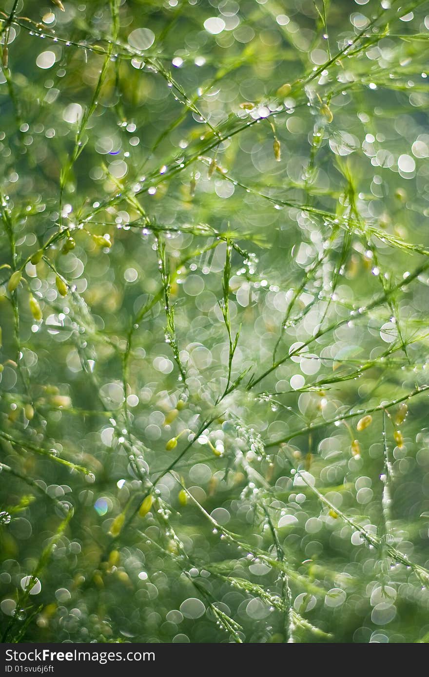 Close-up of green twigs after the rain. Close-up of green twigs after the rain.