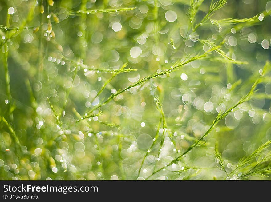 Close-up of green twigs after the rain. Close-up of green twigs after the rain.