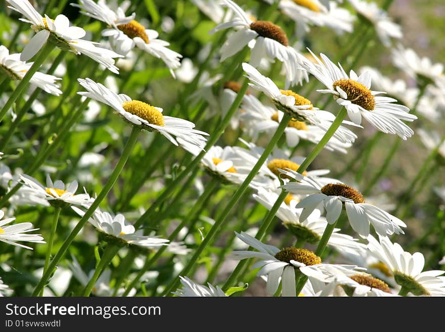 Daisies