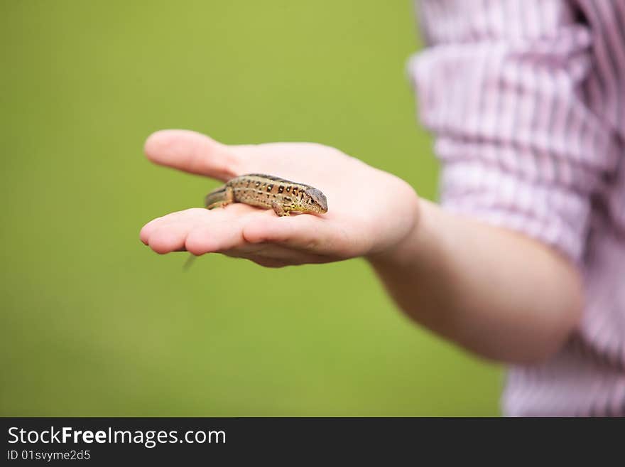 Lizard captured held in hand by small boy in the nature in shallow dof (dept of field). Lizard captured held in hand by small boy in the nature in shallow dof (dept of field)