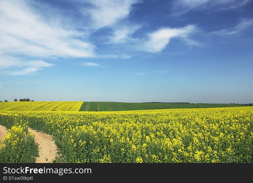 Rape field in the springtime