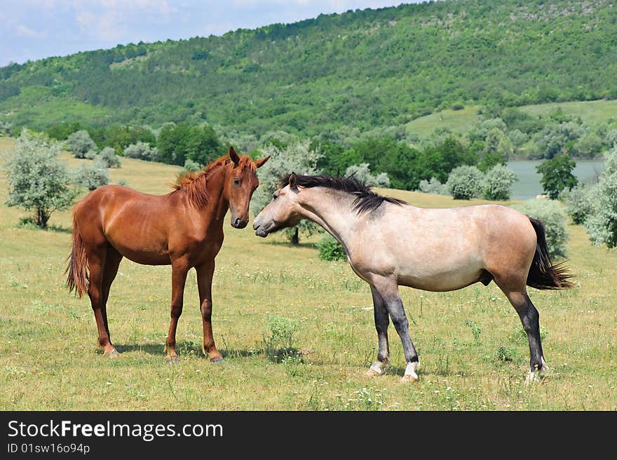 Two friendly horses playing at green meadow