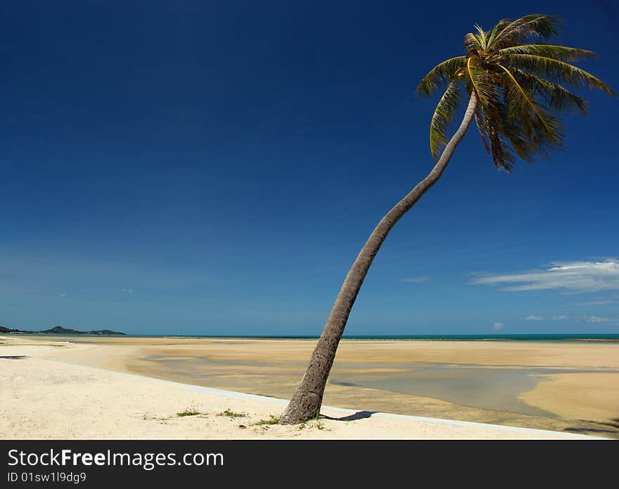 A view off the south east coast of Koh Samui with a palm tree.