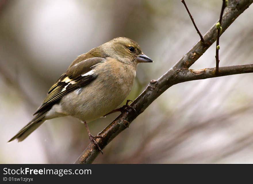 Chaffinch