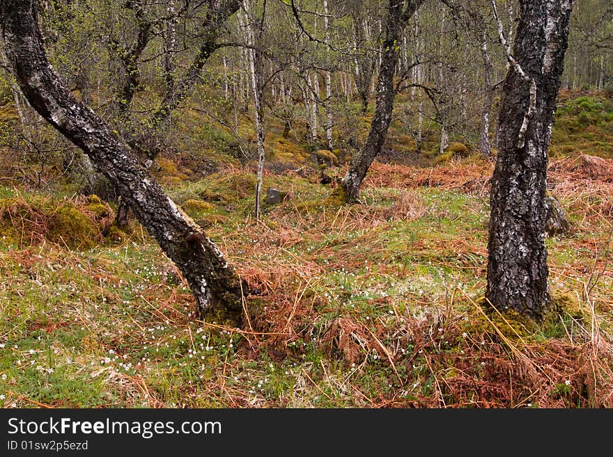 Green and brown grass in scotland forest