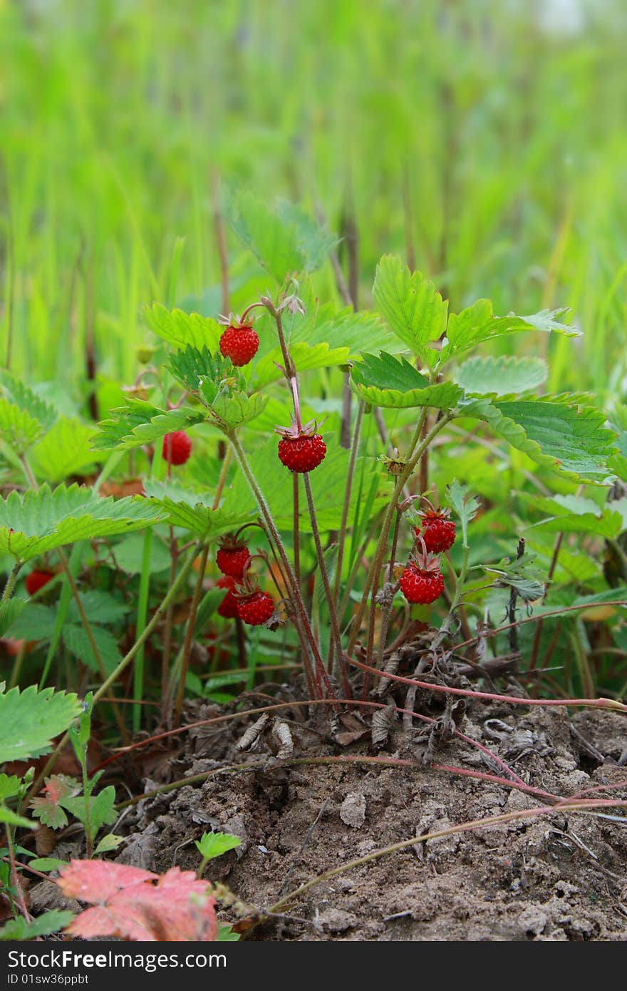 Small bush of wild strawberry on an earthen hillock