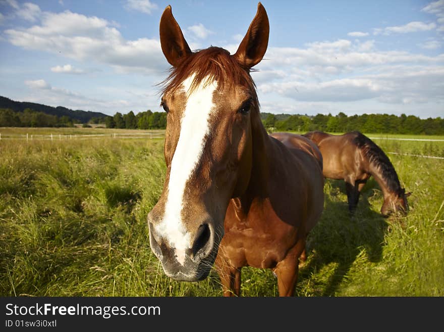 Horse on a field infront of a blue sky