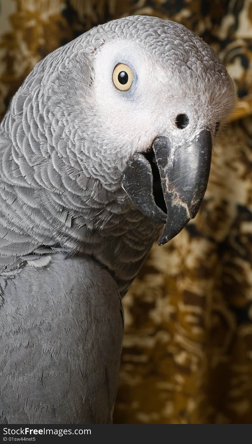 Parrot portrait  in an interior