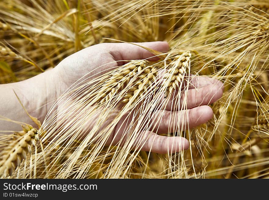 Foto showing a close up of a wheat field symbolizing biological agriculture.
Camera: Canon 5D II
Lense: Canon 24-105mm