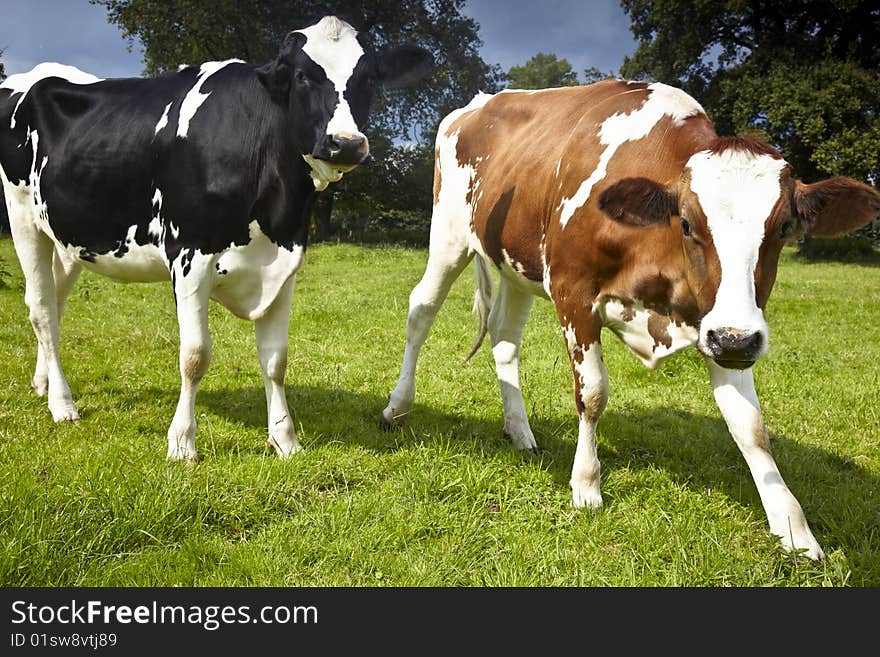 Young calws and cows on the field. Young calws and cows on the field