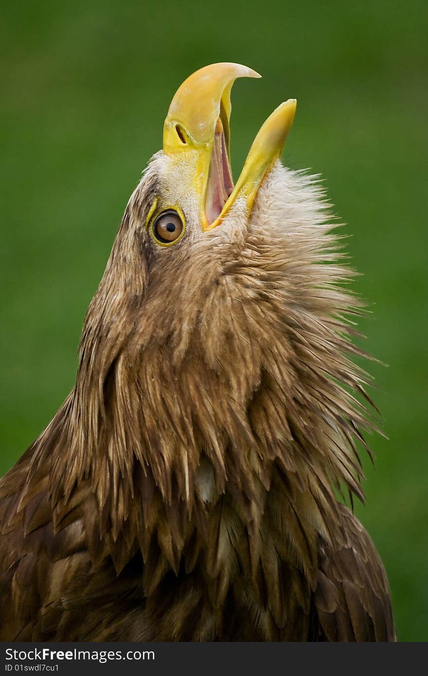 Portrait of white-tailed eagle