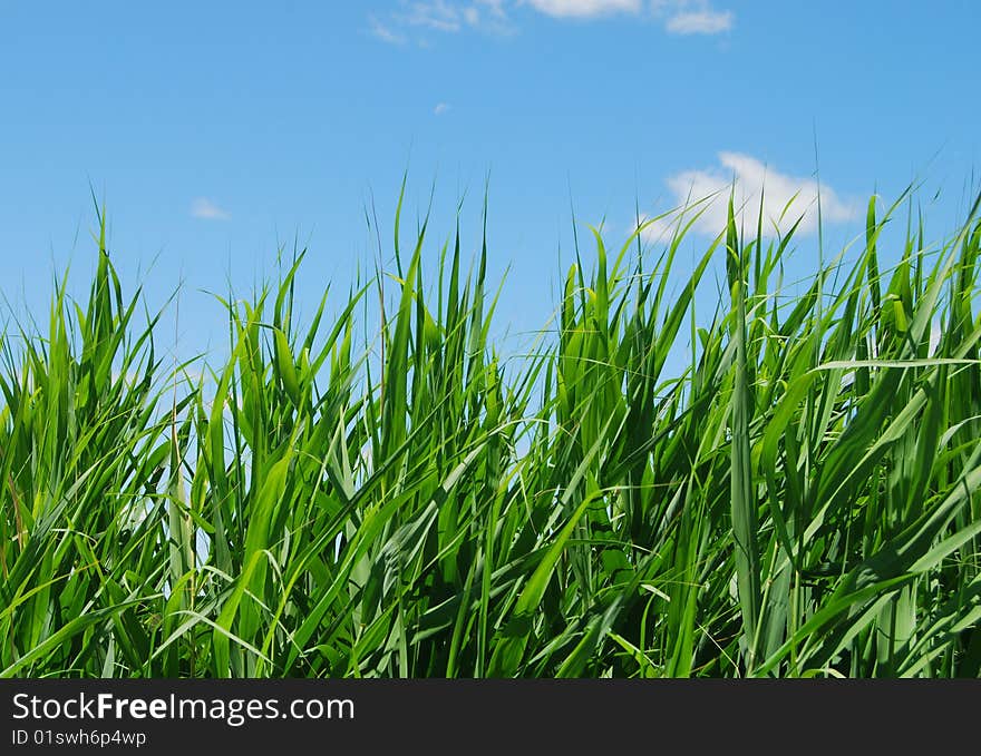 Green and blue